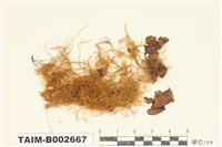 藏品(懸苔屬)的圖片